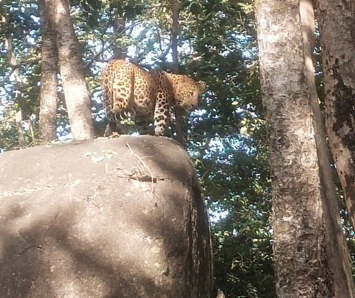 Rocks and chilling the guys, I’m here.
#leopard 
#penchtigerreserve #musclecharacter