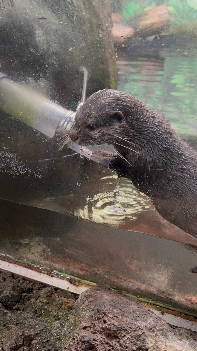 あさみ (@XXMizerableXX) / Posts / X