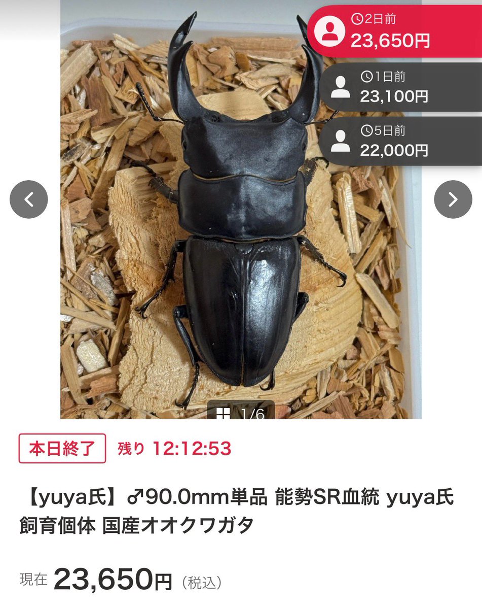 SHOP MUSHIYA / ムシオク! / kuwayan tweet media