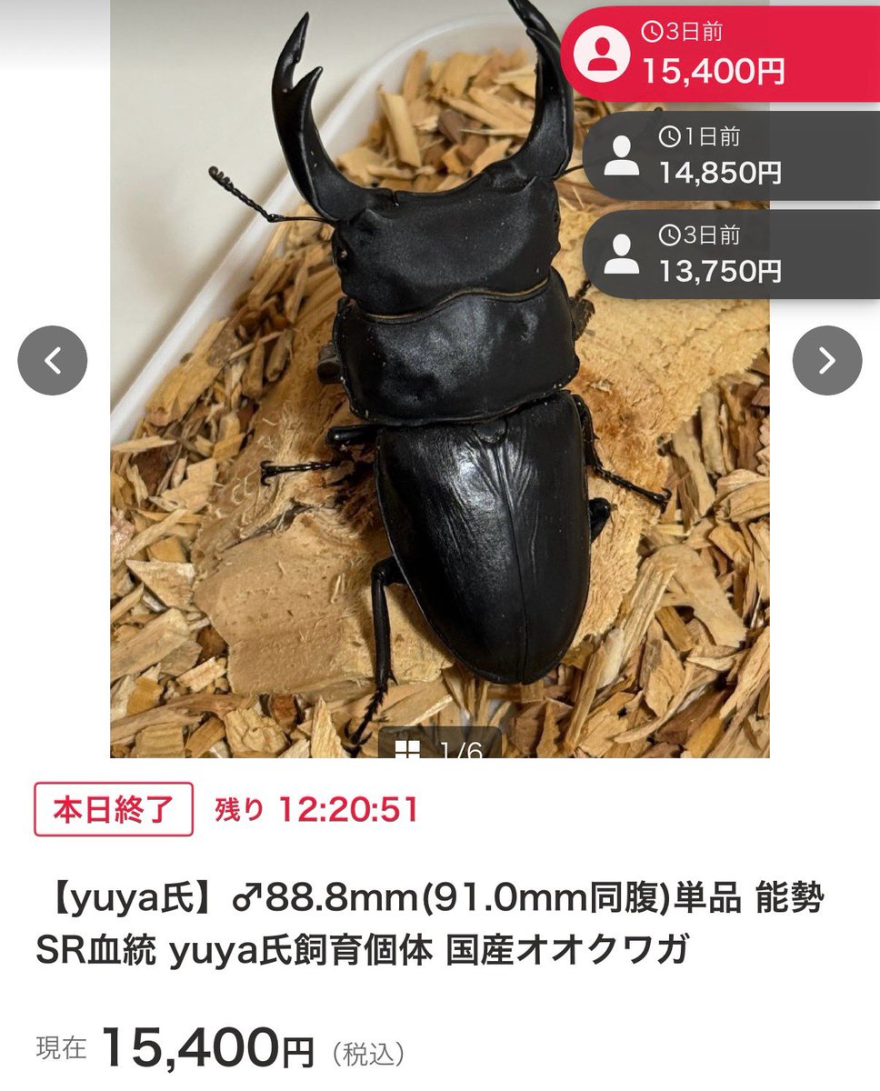 SHOP MUSHIYA / ムシオク! / kuwayan tweet media