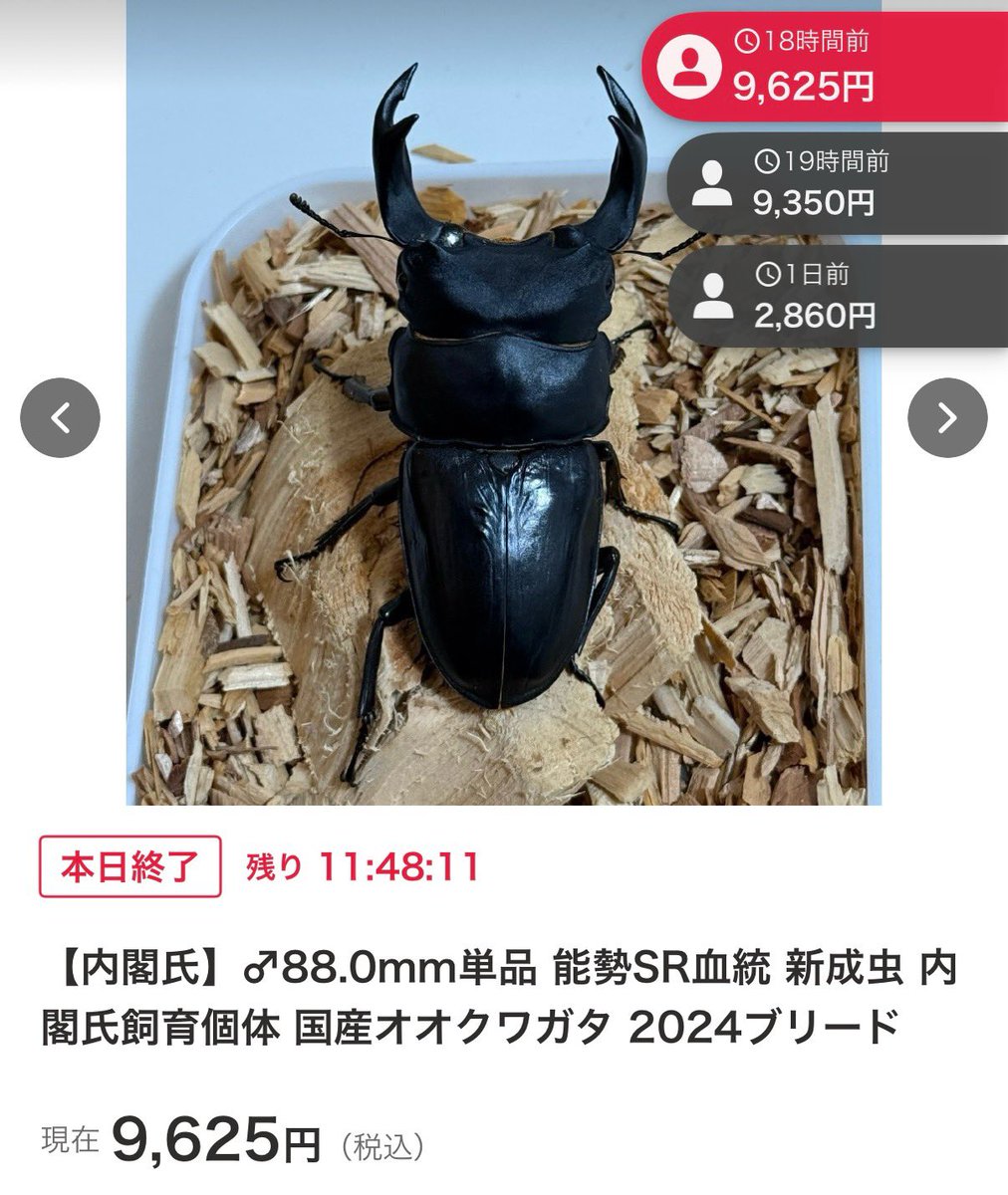 SHOP MUSHIYA / ムシオク! / kuwayan tweet media