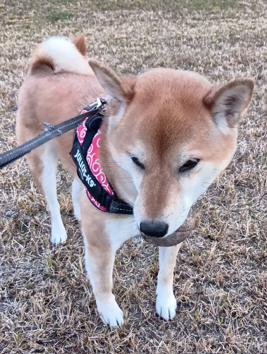 柴犬福 (@fuku230624) / Posts / X