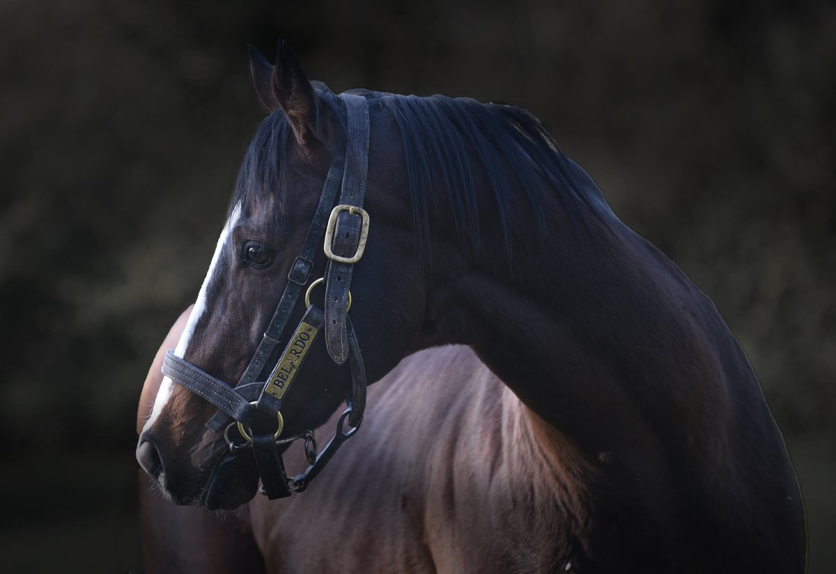 BELARDO by Lope de Vega tweet media