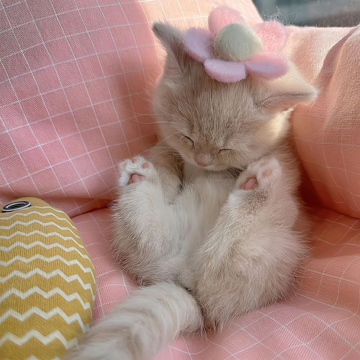 cutest cats (@cutestscats) on Twitter photo 