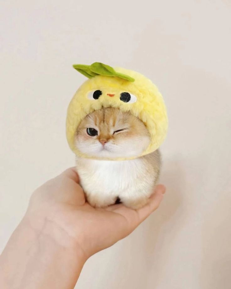 cutest cats tweet media