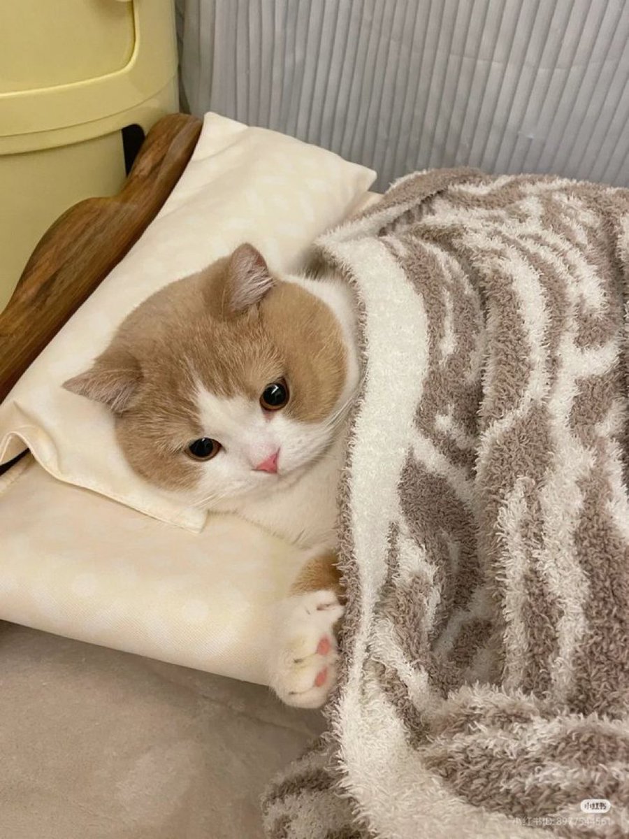 cutestscats's tweet photo. https://t.co/lqvS1hibUS