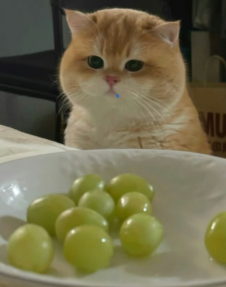cutest cats tweet media