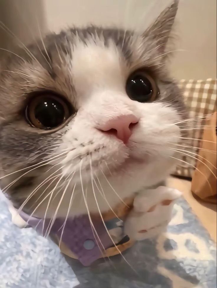 cutest cats tweet media