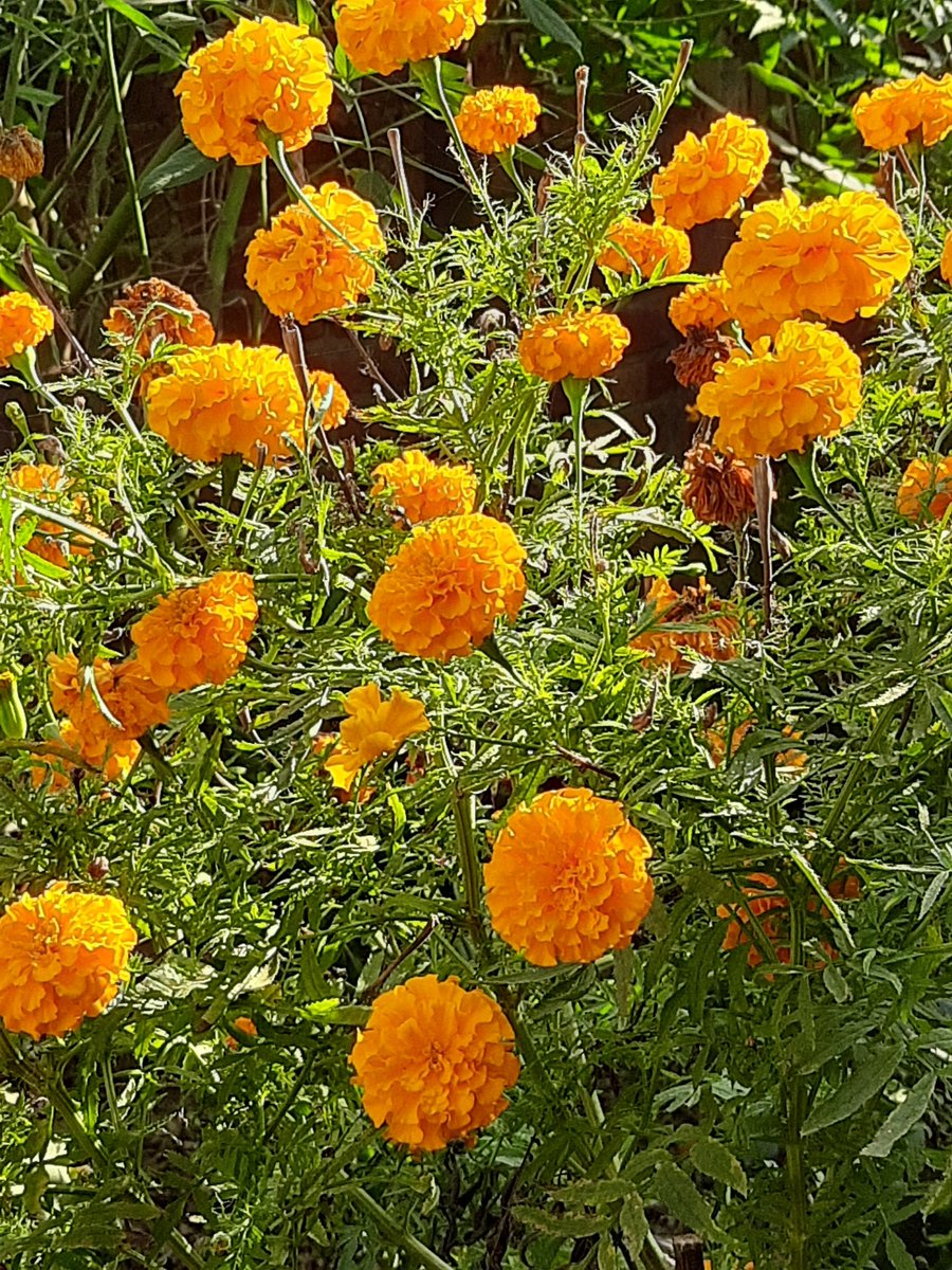 मनमोहक फुलहरू