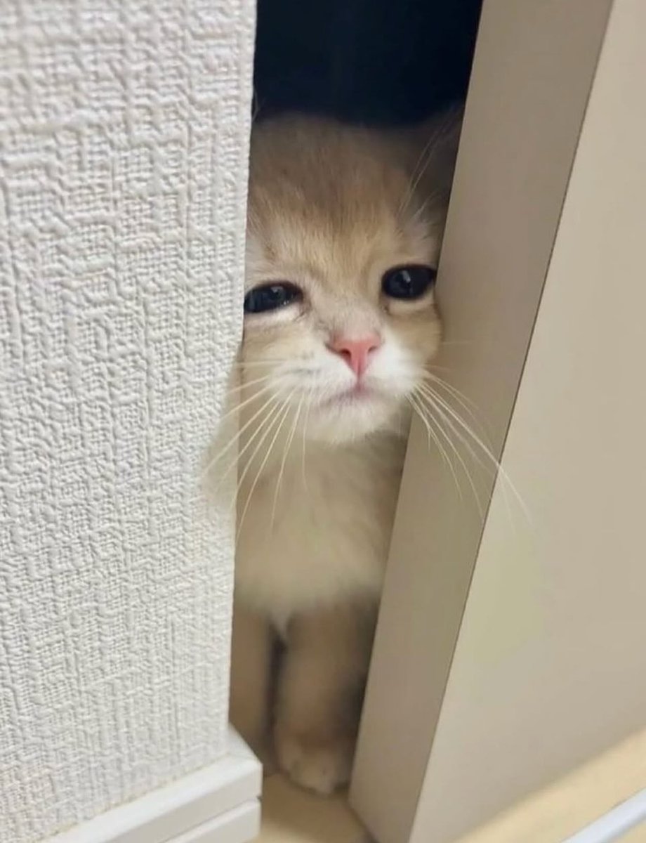 cutestscats's tweet photo. https://t.co/9WhxSeBFuE