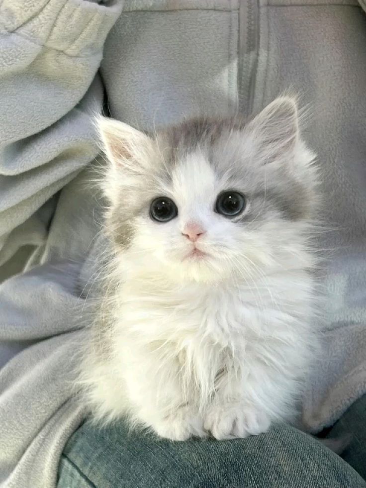 cutest cats tweet media