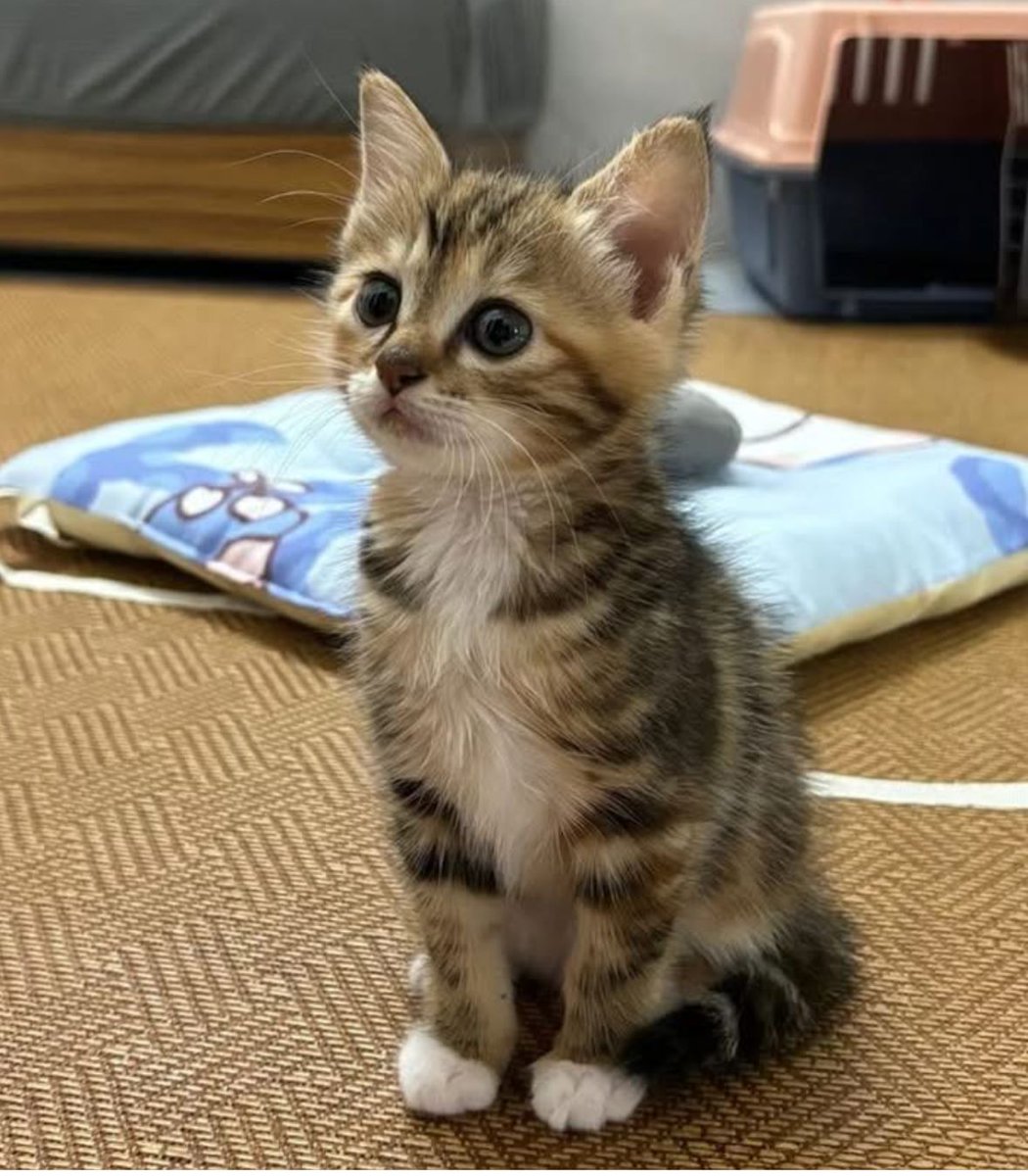 cutestscats's tweet photo. Upward cuteness ☝️ https://t.co/nMAq7eRQT5