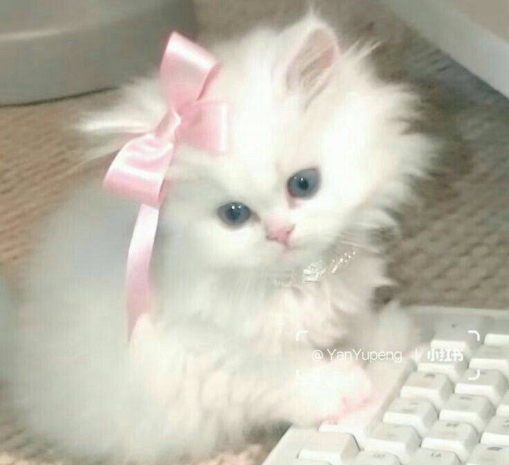 cutest cats (@cutestscats) on Twitter photo 