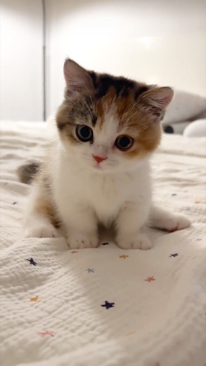 cutestscats's tweet photo. https://t.co/HVyVkK4F1k