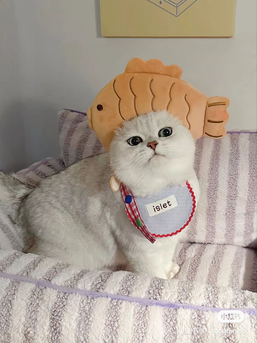 cutestscats's tweet image. 