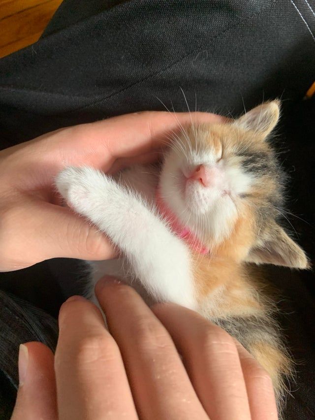 cutestscats's tweet photo. https://t.co/DTdWwAGhhL