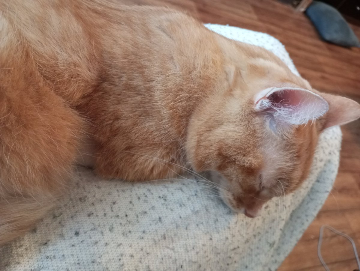 Takhle je mi dobře... netopí mě vlastní plíce, nemusím bojovat se zlotřilými doktory... Držte mi palce, ať zobu prášky, jak mám