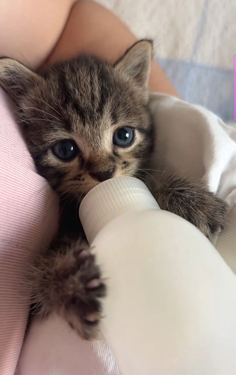 cutestscats's tweet photo. Bottle addict 😻 https://t.co/LbPYUDuBOi