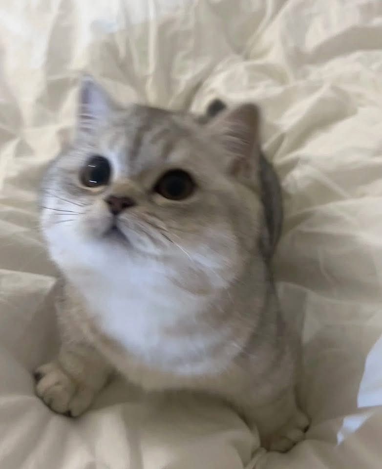 cutest cats tweet media
