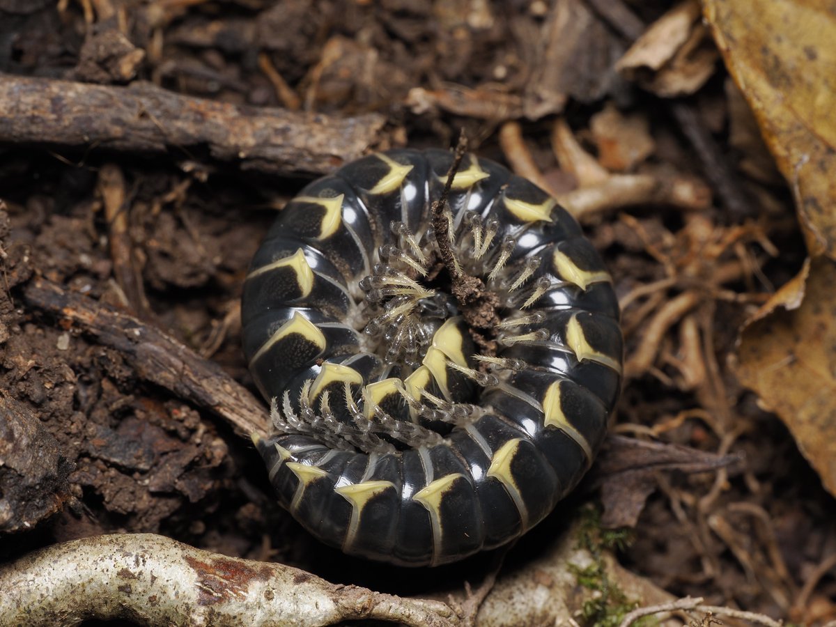 ひさしぶりのアマビコ
