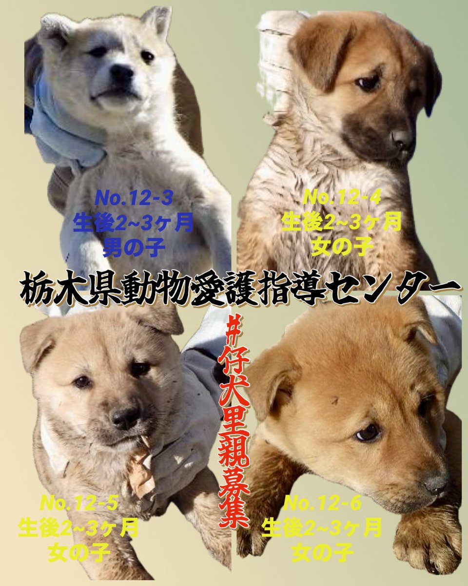 🍀#子犬里親様募集
可愛い仔犬は野犬です
行先の決まらない仔犬で溢れてます
たくさんの仔犬たちを未来へ繋ぎたい
生体販売では無く保護子犬を家族に🙏🏻
仔犬たちは繋がっているのだろうか

📍那須塩原市青木から保護
🔹No.12-3
🔹雑種.2~3ヶ月・うす茶白・男の子

📍矢板市山田から保護