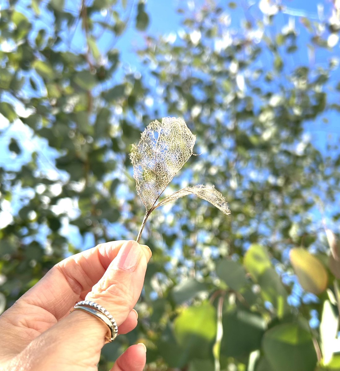 atelierLIB's tweet image. ユーカリの葉脈
小さな庭の循環