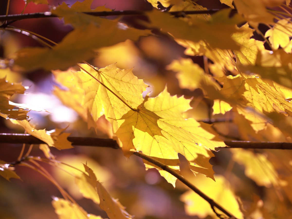 \[V}KWwRXfBAhbgR!!x:ŐV𐏎XV!!