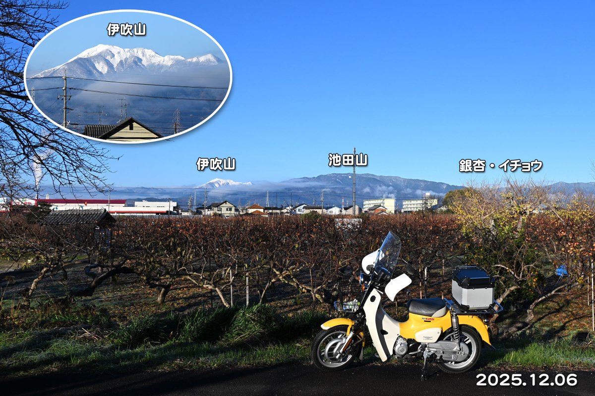 定点撮影・中山道美江寺宿の銀杏の紅葉。
1週間過ぎるとイチョウの葉は殆ど散ってしまった。