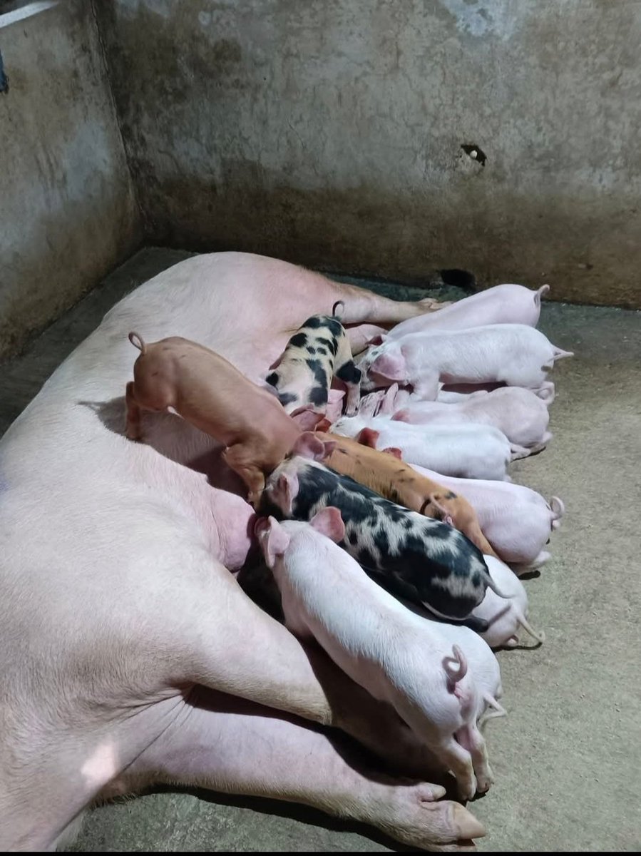 Alex Mbassa tweet media