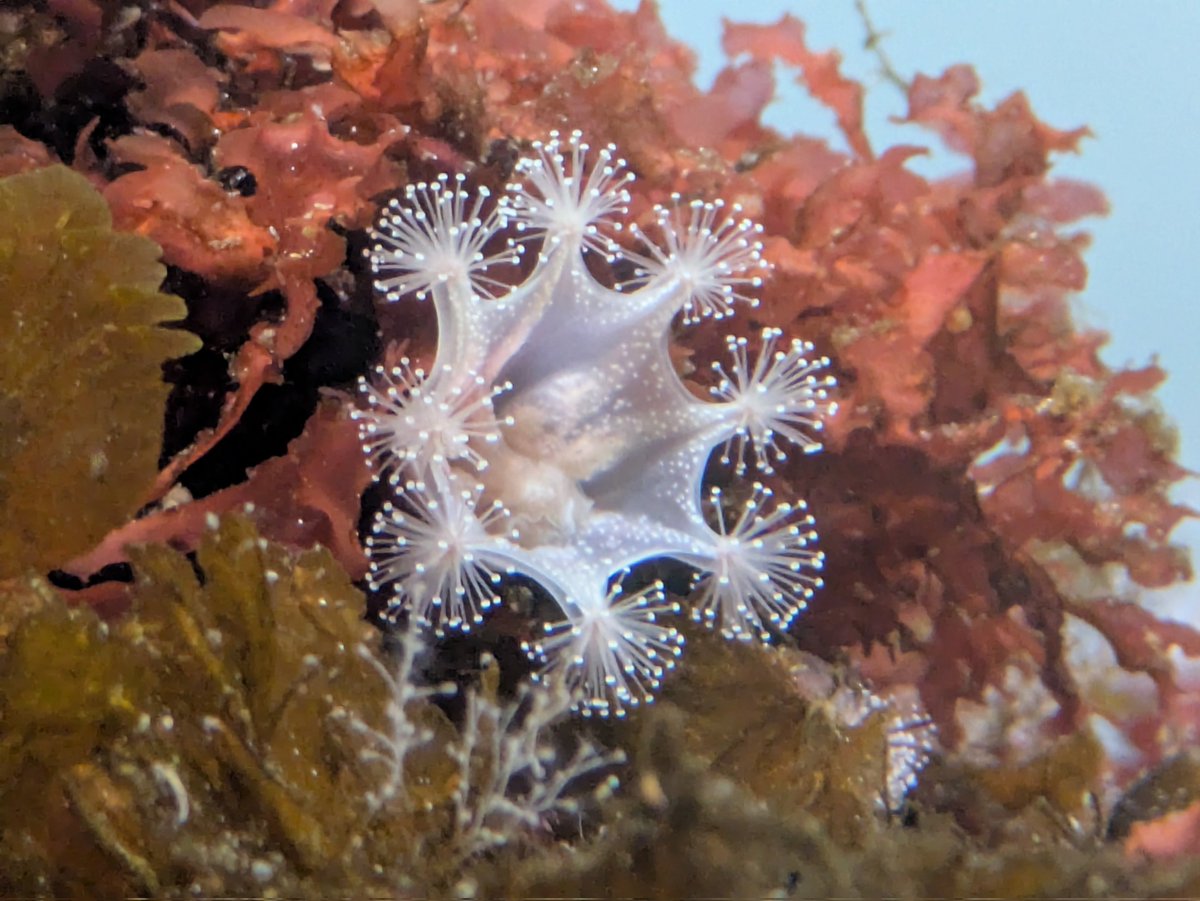 thina_Benthos's tweet photo. とてもひさしぶりに水族館にいきました
ウミウシはいなかった https://t.co/Bhk20bs09x