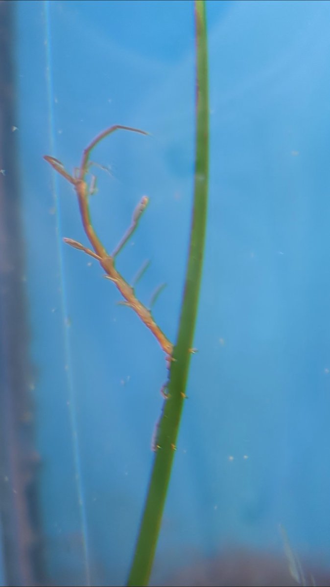 thina_Benthos's tweet photo. とてもひさしぶりに水族館にいきました
ウミウシはいなかった https://t.co/Bhk20bs09x