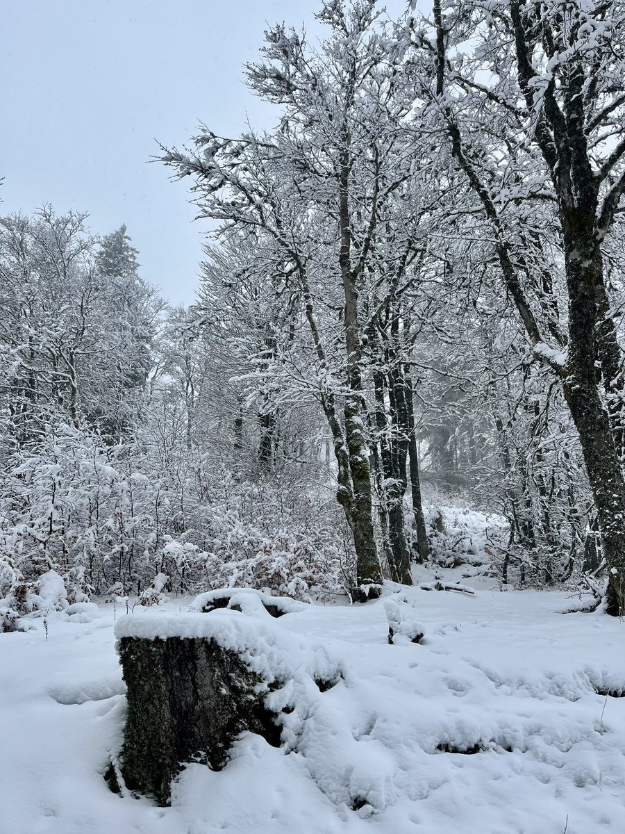 Deux jours sous la neige au pays de la truffade. 

#lelioran #cantal #auvergne #neige #montagne