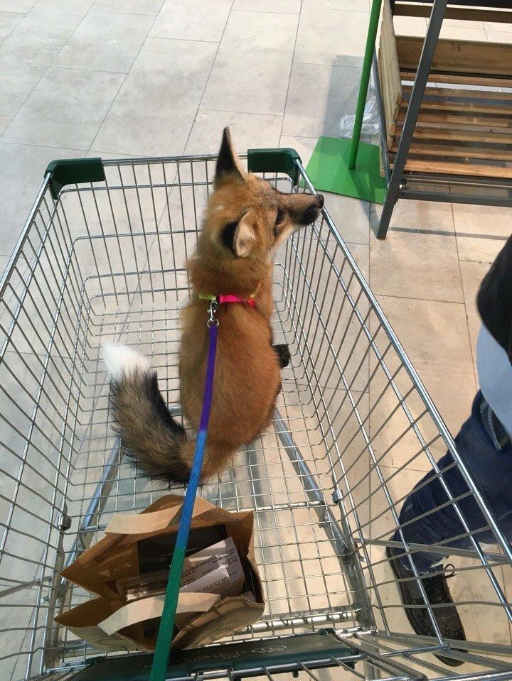 TheFoxLife's tweet photo. Put me in the cart, human I’m tired of walking https://t.co/JtV93l1BqD