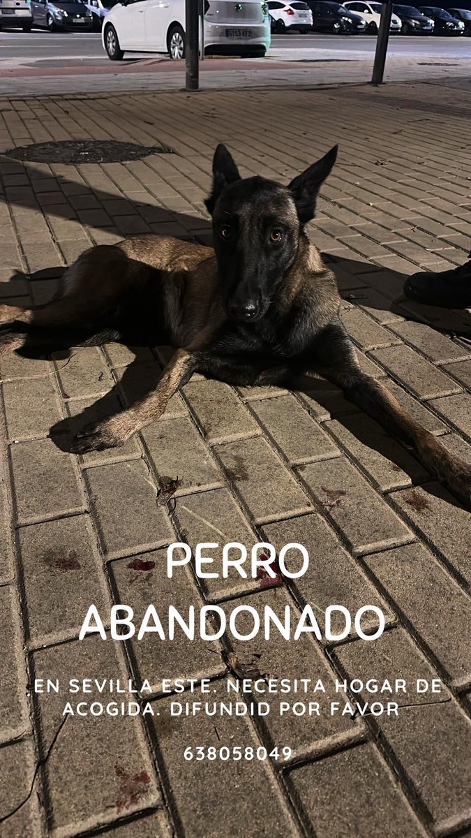 #ACOGIDA URGENTE 🆘🆘 

Lo llevaban atado a una moto arrastrándolo!! Y lo soltaron por el camino 😡😡

Ya ha sido atendido, se busca acogida 🙏🙏

#SEVILLA