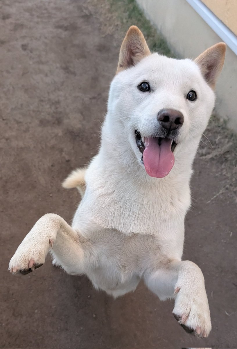 北海道犬 みっちゃん (@HdnOYpsK34Hd9gB) / Posts / X