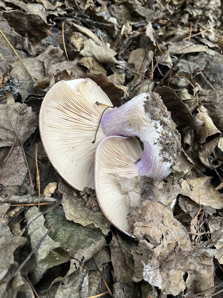 Хто зна, що це за гриби?