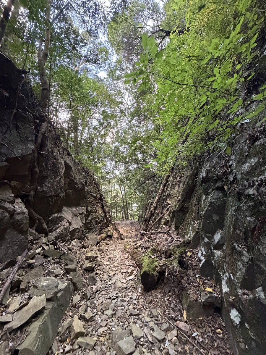 紅葉狩りしたくて山にハイキング来たんだけど途中からリアルガチ登山みたいになって半ベソかきながら登った😭
岩まみれで足首捻るわ斜面で滑るわで景色楽しむ余裕なんかなかったけど途中2匹の鹿に出会って嬉しかったな🦌🦌✨