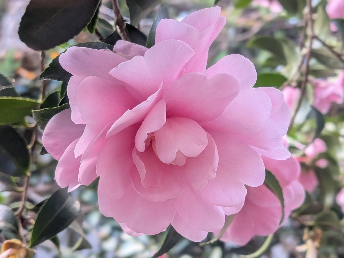 TakayanBigsoup's tweet photo. うちの山茶花。今年は、花付きが良く、花もしっかりしている。大胆に剪定したせいだろう。 https://t.co/vfNCdsXue8