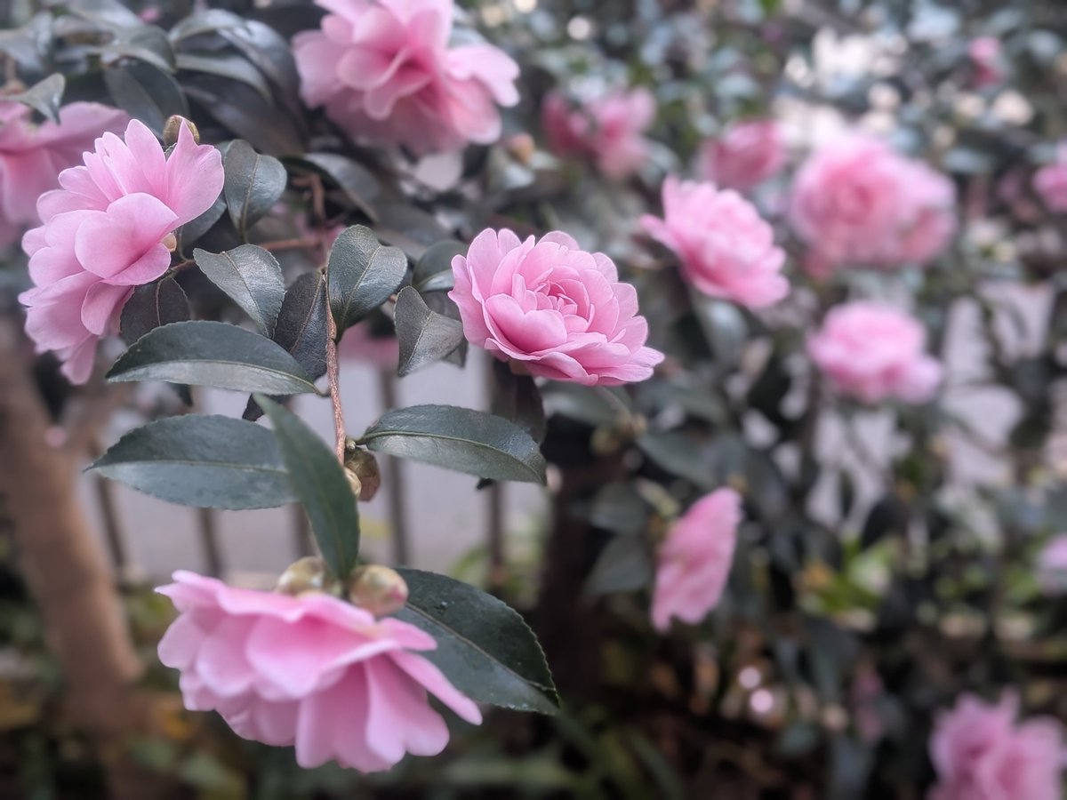 TakayanBigsoup's tweet photo. うちの山茶花。今年は、花付きが良く、花もしっかりしている。大胆に剪定したせいだろう。 https://t.co/vfNCdsXue8