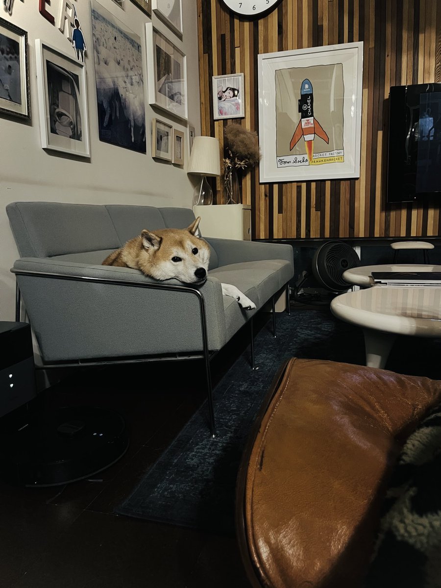 bubbledept's tweet image. 冷たい川の底に横たわるしーちゃんを抱え上げながら、どーせ夢なんだしそろそろ起きるかと思って目が覚めた。いつもそうであって欲しい。