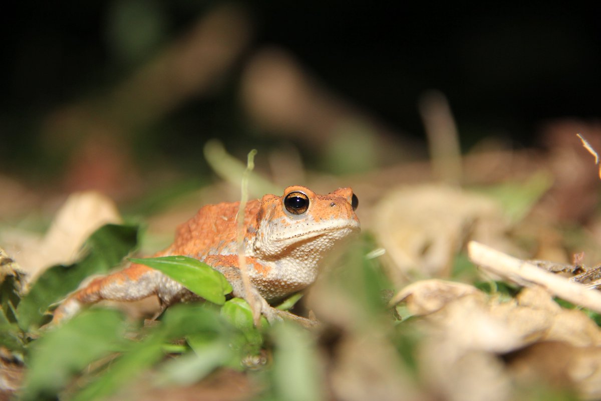 たろう (@exotic_VNCA0523) / Posts / X