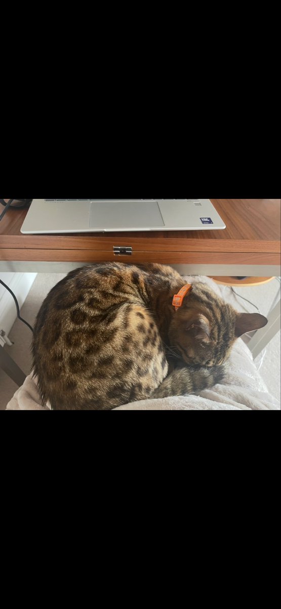 <a href="/MissingPetsGB/">Missing Pets GB</a> <a href="/KhurshidK4/">Khurshid K</a> <a href="/Forever4animals/">Christiane Buisson🐾🐱🌱🌹🌺</a> 

Amber, my little Bengal. A part of heart has been missing, since the day you disappeared. 

If anyone has any info, knows anyone that has recently acquired, bought, sold a female Bengal, please get in touch. 

#Caturday
