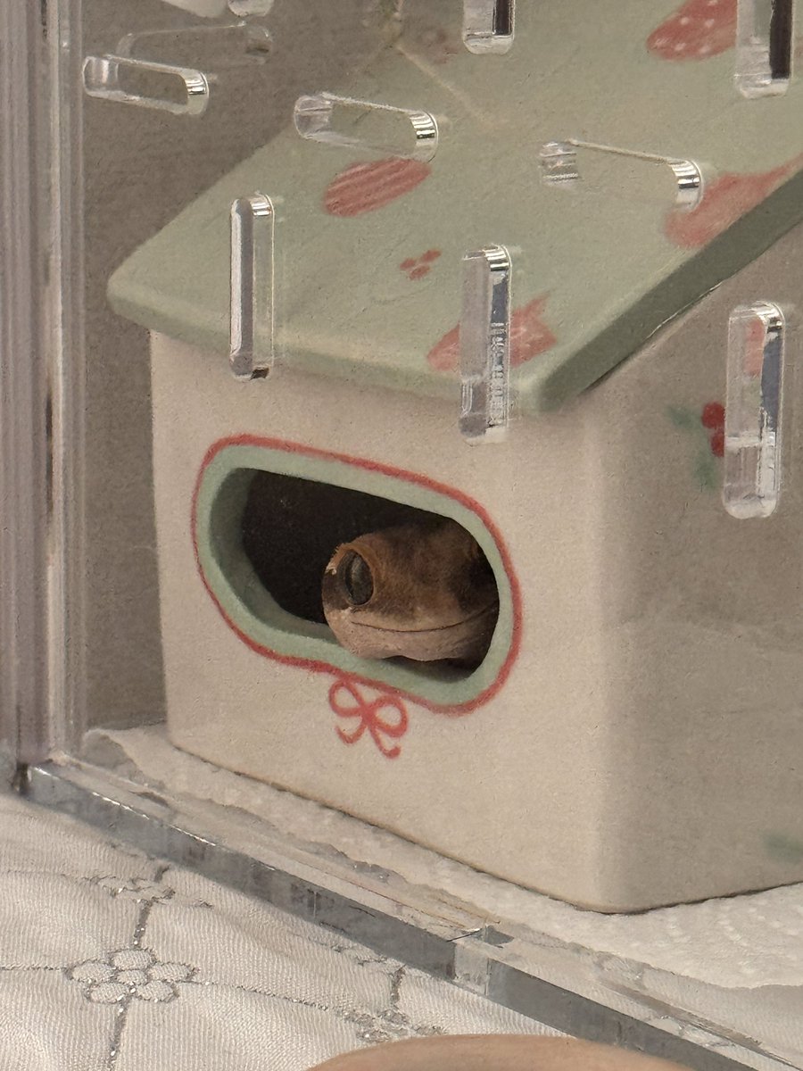 싫어ㅛㅣㄹㅎ어!!!!일하시 싫어!!!!!!!!
피넛:불쌍하시내요.