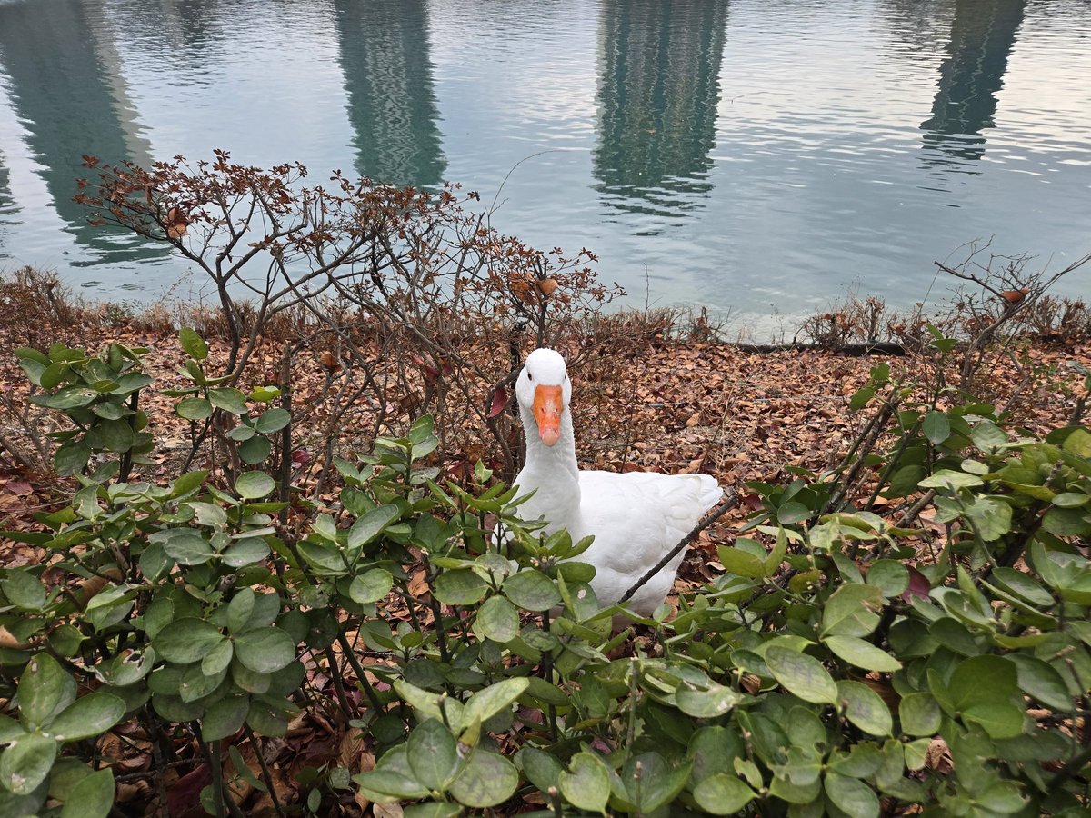 거위야 거위야 오늘  따시네
석촌호수
