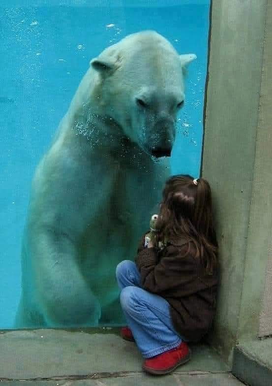 Adea Claude tweet media