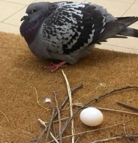 çiçeğin performans