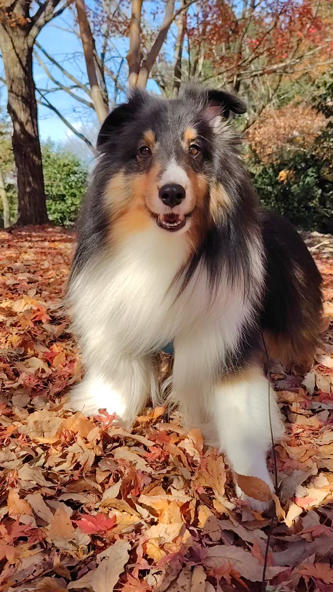 ルーク (@LuckyLeonLuke) / Posts / X