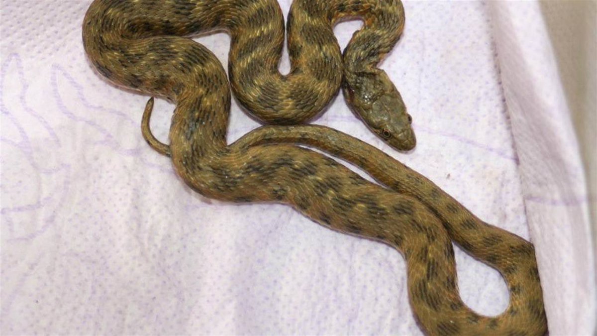 En het goede nieuws is….

Stierslang en dobbelsteenslang zijn herplaatst, adoptant kwam speciaal uit België voor deze twee bjoetties.

#goedemorgen #Reptielenopvang #dierenambulance #vrijwilligers #Zwanenburg