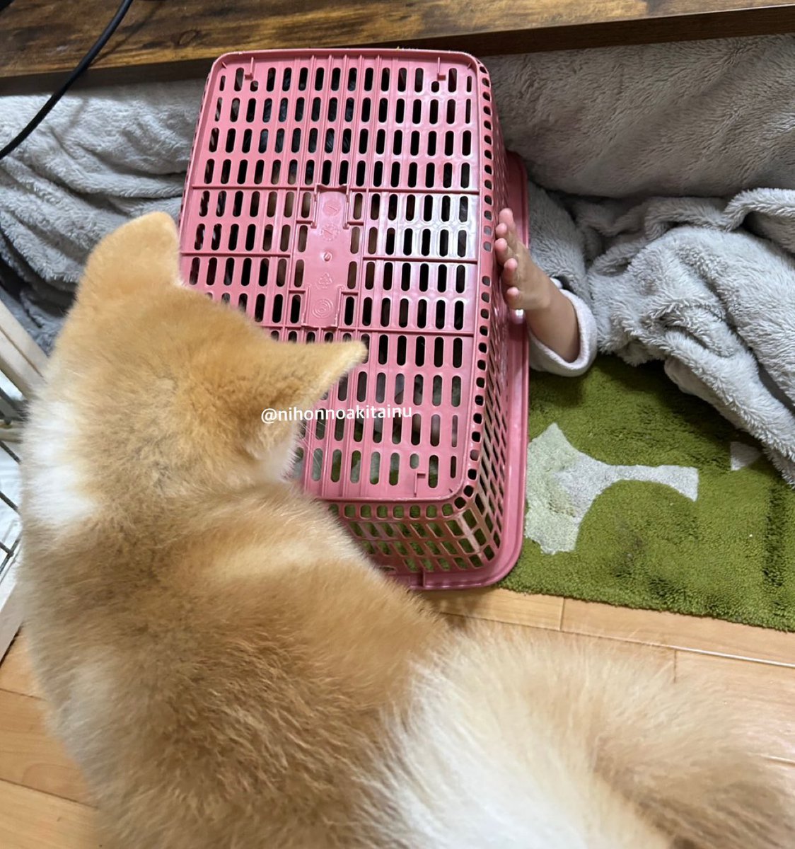 とらねこ🍺 (@chatoraneko) / Posts / X