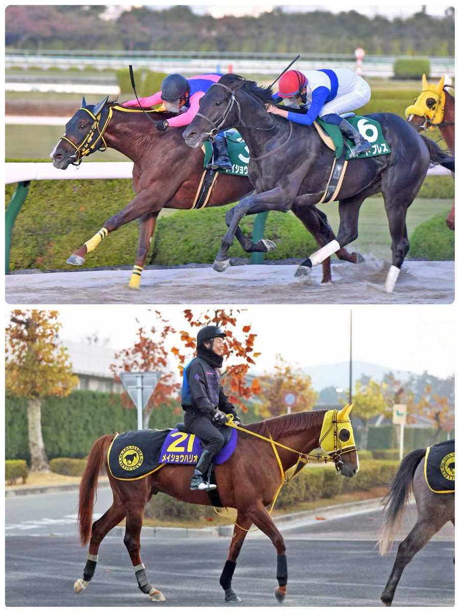 メイショウハリオ